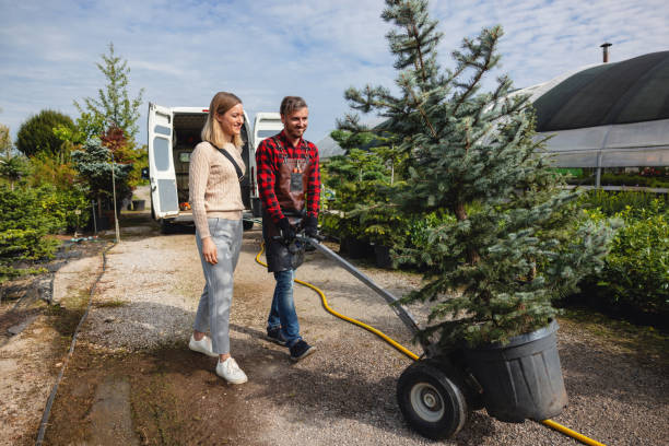 The Steps Involved in Our Tree Care Process in Brambleton, VA